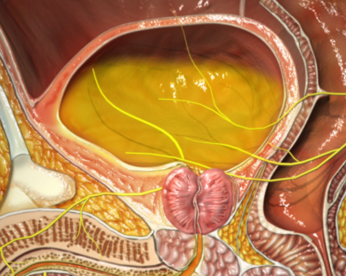 Urine retention